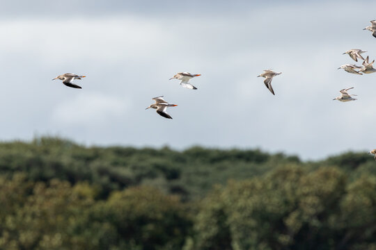 Mixed flock of waders in flight