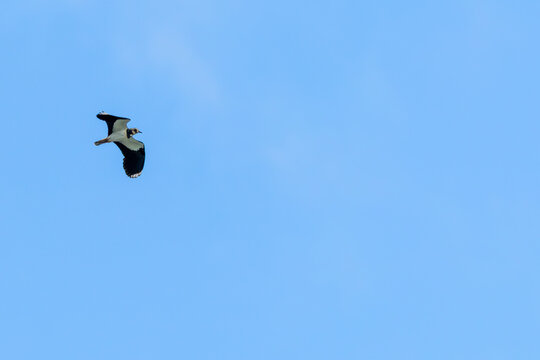 Northern lapwing flying in a blue sky