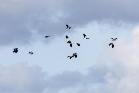 Northern lapwing flock in a cloudy sky