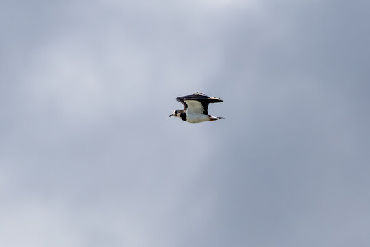 Northern lapwing flying against a pale sky