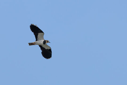 Northern lapwing flying with wings raised