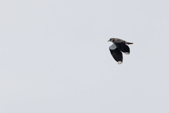 Northern lapwing in flight against a grey sky