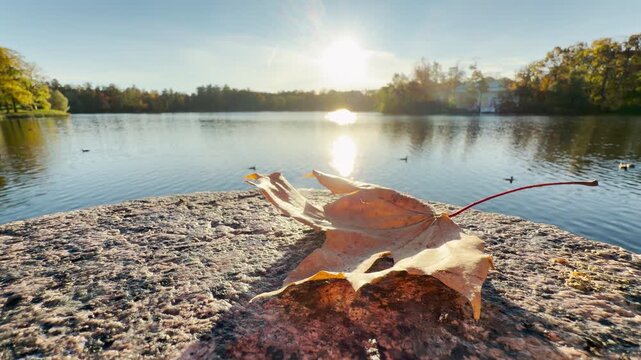 A fallen leaf lies on a stone ledge in Catherine Park, Pushkin, Saint Petersburg. Bright sun shines over calm lake waters, inspiring a peaceful, warm mood.
