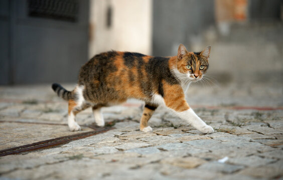 Calico cat walking on cobblestone street