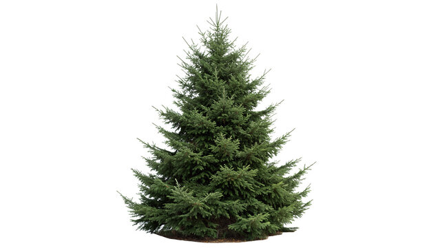 A small green coniferous pine tree plant isolated on transparent background