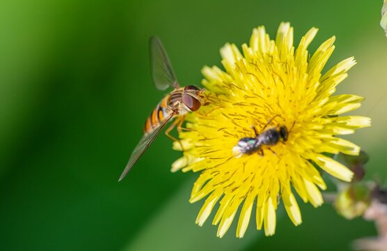 Detailed top view macro shot of a marmalade hoverfly (Episyrphus balteatus) gathering pollen on a vibrant yellow dandelion flower, shot in Diyarbakir, Turkey.