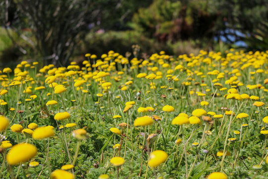 Field of Golden Yellow Wildflowers in Cape Town
