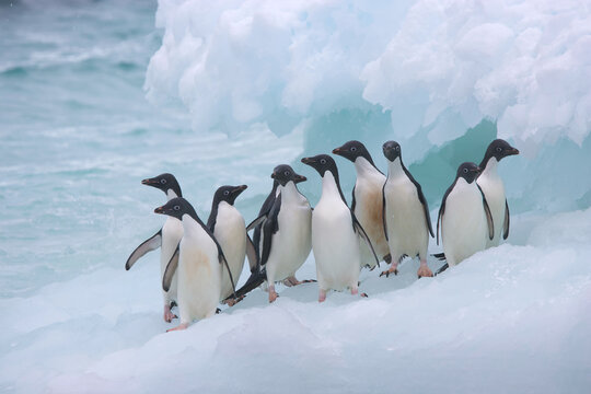 A group of Adelie penguins on an iceberg near Antarctica