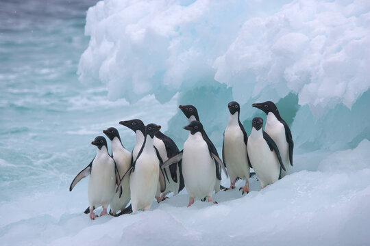 A group of Adelie penguins on an iceberg near Antarctica