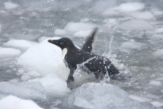 Adelie penguin splashing through water with ice in Antarctica