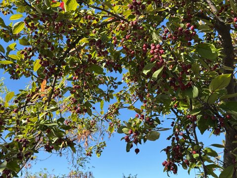 Close-up of Siberian crabapple tree branches, Malus baccata, loaded with small red berries and green autumn foliage isolated against a vibrant clear blue sky on a bright sunny day.