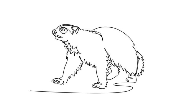 Animated self drawing of continuous line draw fierce Arctic wolverine turning its head while prowling across tundra terrain, thick shaggy coat, alert facial features. Full length single line animation