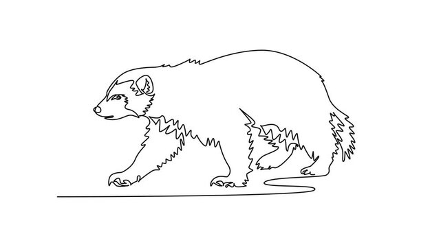 Animated self drawing of continuous line draw Arctic wolverine stalking along snowy ground. Dense bushy fur, low predatory stance, rounded ears, sturdy clawed paws. Full length single line animation