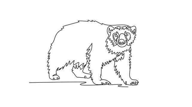 Animated self drawing of continuous line draw wild Arctic wolverine prowling forward across tundra ground, thick shaggy coat, broad head, rounded ears, sturdy paws. Full length single line animation
