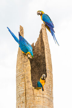 Aves ex&oacute;ticas brasileiras empoleiradas em tronco de madeira envelhecida