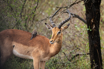 Impala with Red-Billed Oxpecker, Kruger National Park, South Africa © AnttiValos