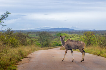 Greater Kudu crossing a road, Kruger National Park, South Africa © AnttiValos
