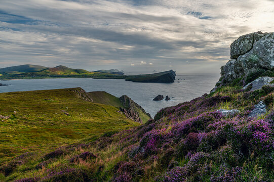 View of the Three Sisters hills and Smerwick Harbour from Ballydavid Head on the Dingle Peninsula, County Kerry, Ireland, with blooming purple heather covering the slopes of Ballydavid Head.