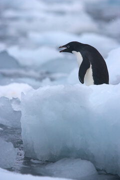 Adelie penguin among the ice along the shores of Antarctica