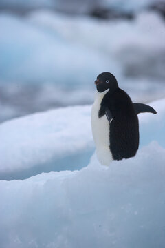 Adelie penguin among the ice along the shores of Antarctica
