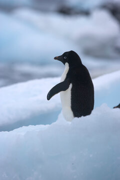 Adelie penguin among the ice along the shores of Antarctica