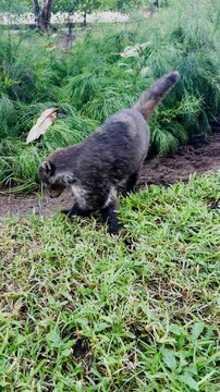Coati with a long ringed tail walking across a green lawn and sniffing the ground, dark soil, lush tropical plants with red flowers, curious animal in a garden, grainy film texture