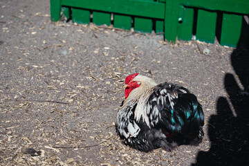 A colorful rooster with iridescent feathers sits on dry ground and wood shavings beside a green fence, conveying rural farm life, calm and a natural animal portrait in bright sunlight. © Loginova