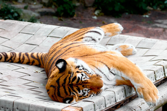 A calm tiger sprawls across a wooden deck, basking in warm sunlight. This tranquil wildlife image evokes relaxation, nature, and the majesty of big cats in a peaceful setting.