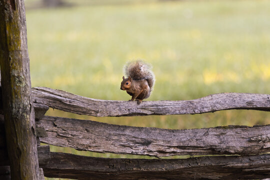 Squirrel Sitting on an Old Wooden Fence Near Oconaluftee Visitor Center in the Smoky Mountains