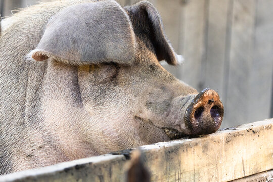 Close up of a Pig at Oconaluftee Visitor Center in the Smoky Mountains