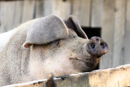 Pig Resting in a Pen at Oconaluftee Visitor Center in North Carolina