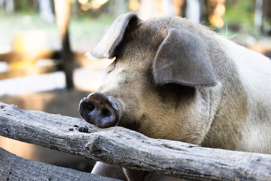 Pig Rests Behind a Wooden Rail at Oconaluftee Visitor Center in North Carolina