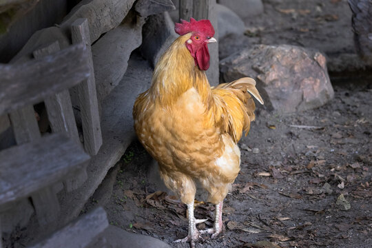 Rooster Standing Among Rocks at Oconaluftee Visitor Center in the Smoky Mountains