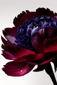 Crimson flower with violet centre and a single water droplet