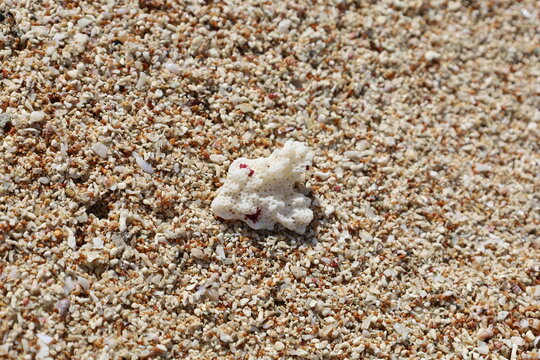 Close-up of a white coral piece resting on tiny seashells and crushed coral sand on a beach shore, natural marine texture