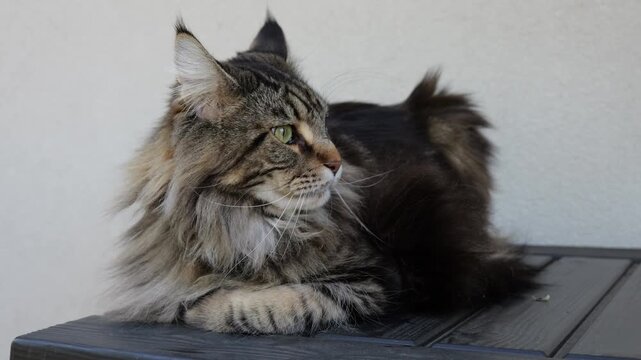 Fluffy domestic Maine Coon cat (Felis catus) resting calmly on dark wooden table