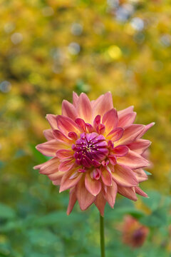 Semi-cactus terracotta Dahlia in Autumn