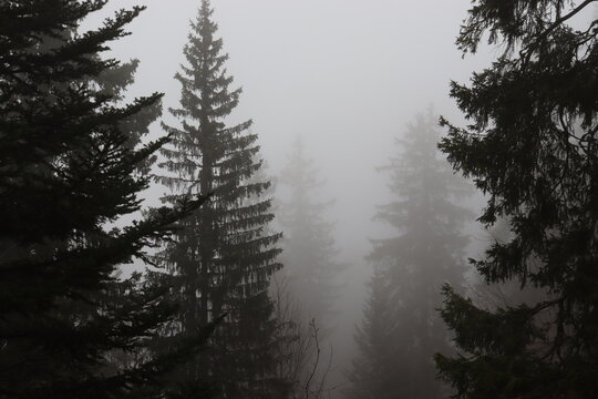 For&ecirc;t jurassienne