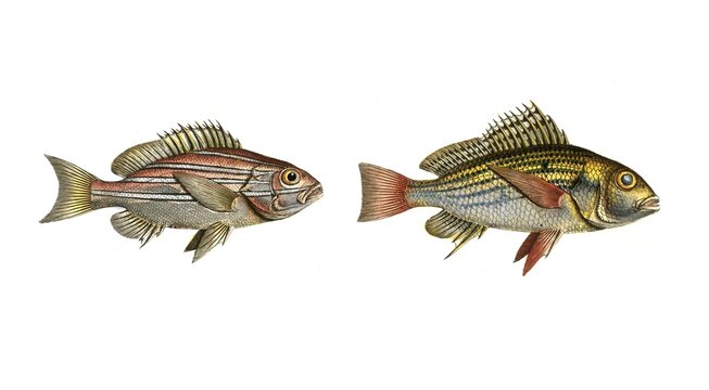Fish, fishes, left: Genus of the hussar fish, Holocentrus bengalensis, the Bengal Sogo. right: Lutjanus hasta, the longspine, Historic, digitally restored reproduction from a 19th century original, Record date not stated