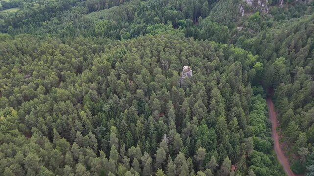 Drone glides over dense pine forest, broad green canopy, rugged rock pinnacle breaking through trees, winding dirt path visible at edge, soft natural light, tranquil expansive landscape conveying se
