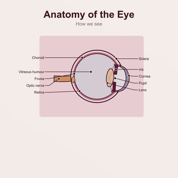 Labelled eye cross section educational illustration