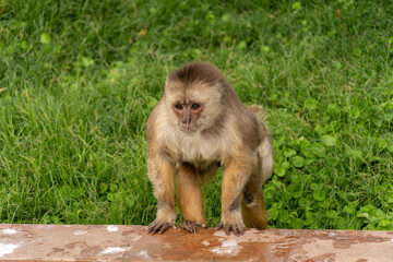 Curious Brown Capuchin Monkey Leaning on a Low Wall and Observing Attentively © Etzon