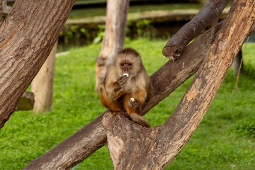 Adorable Brown Capuchin Monkey Sitting on Green Grass and Eating Food © Etzon