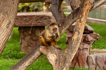 Adorable Brown Capuchin Monkey Sitting on Green Grass and Eating Food © Etzon
