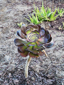 Single dark purple and green aeonium succulent plant grows in a mulch bed with aloe vera behind.