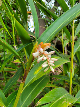 Alpinia zerumbet, Shell ginger lush tropical perennial plant flower bud cluster, San Diego, California; close up