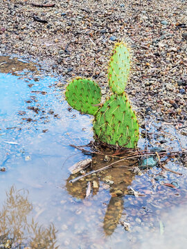 Puddle of rain water with bright green-colored Prickly Pear cactus after heavy autumn storm, desert style xeriscaped grounds, Phoenix, Arizona