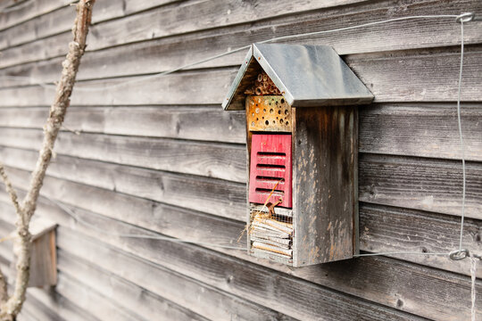 Bee house or insect hotel on wood sheed. Tall little wood house mounted on wall outside. Attracts super pollinators and mason bees, leaf-cutter bees, and lacewings. Selective focus.