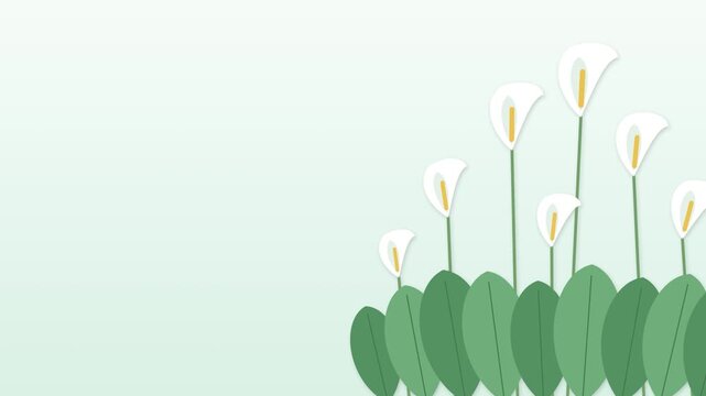Paper Cut White Calla Lilies on Fresh Mint Green Background Seamless Loop Background