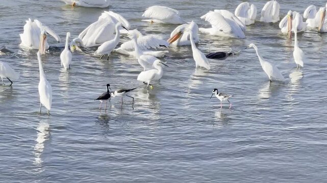 Territorial egrets bicker as pelicans feed on a lake